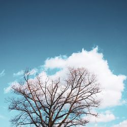 Low angle view of bare tree against blue sky