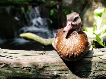 Close-up of duck on wood