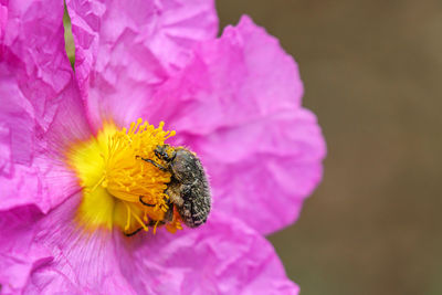 Close-up of bee on flower