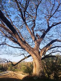 Bare tree against sky