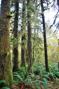 Trees in forest