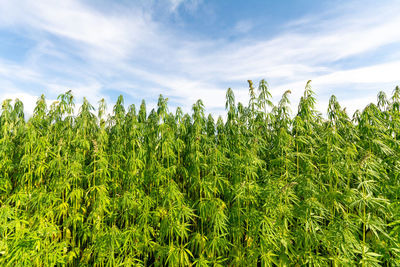 Crops growing on field against sky