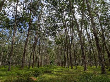 Low angle view of trees in forest