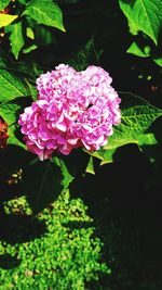 Close-up of pink roses