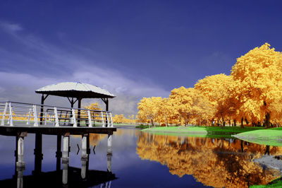 Reflection of trees in water