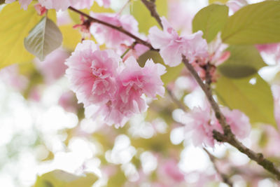 Close-up of pink cherry blossoms in spring