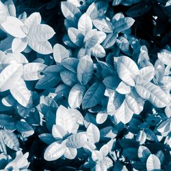 Close-up of blue hydrangea