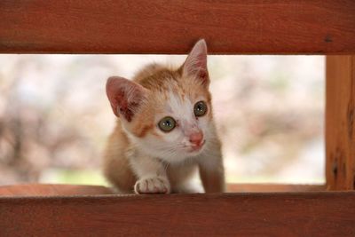 Close-up of kitten looking away through wood