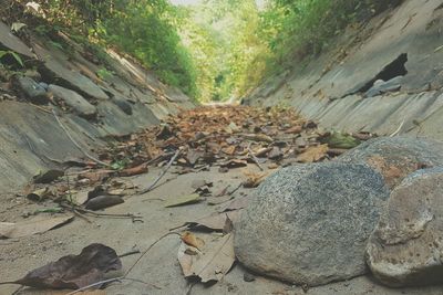 View of lizard in forest