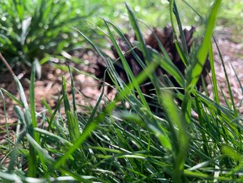 Close-up of grass