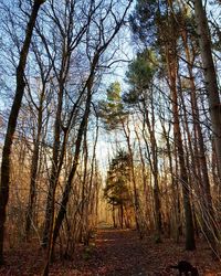 Trees in forest against sky during autumn