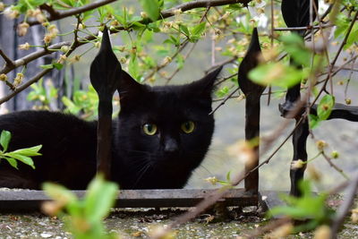 Portrait of black cat
