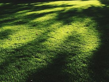 Plants growing on grassy field