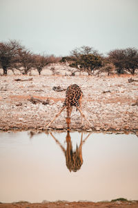 Giraffes on field