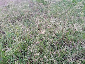 High angle view of plants on field