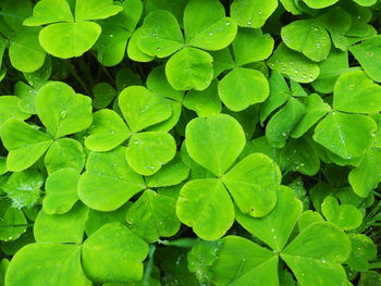 Full frame shot of wet leaves