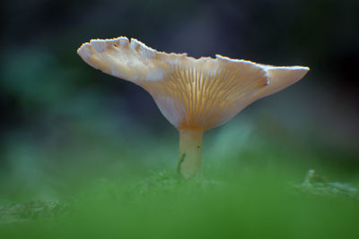 Close-up of white mushroom