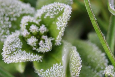 Close-up of flowers