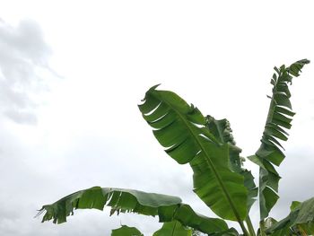 Low angle view of tree leaves against sky