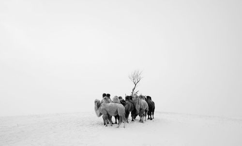 Camels standing on snow against clear sky