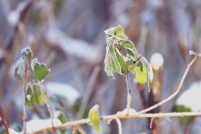 Close-up of green plant