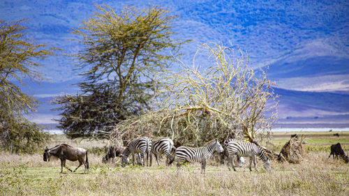 Zebra grazing on field