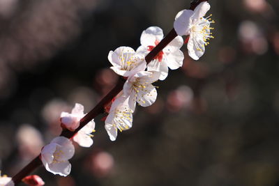 Close-up of japanese apricot blossoms in spring