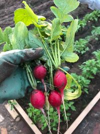 High angle view of strawberries