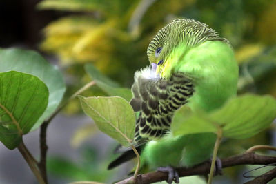 Close-up of a bird