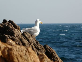 Seagull perching on rock against sea