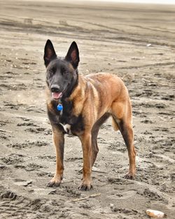 View of dog on beach