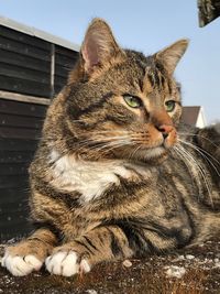 Cat looking away while sitting on footpath