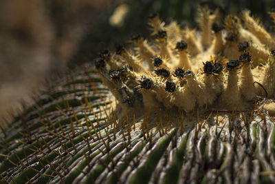 Close-up of spider on plant