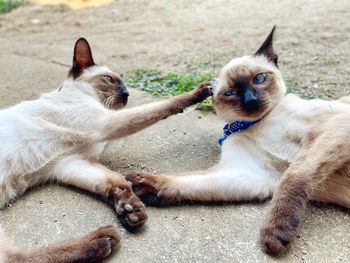 Portrait of cat relaxing outdoors