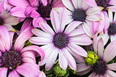 Background with purple daisies, very detailed.