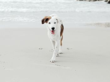 Portrait of dog running on beach