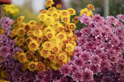 Close-up of multi colored flowers