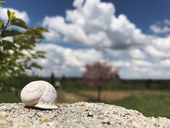 Close-up of shell on rock