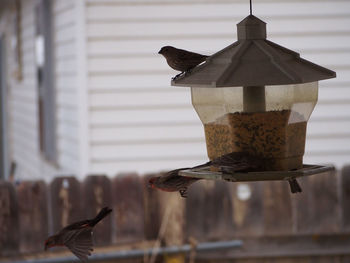 Side view of birds against blurred fence