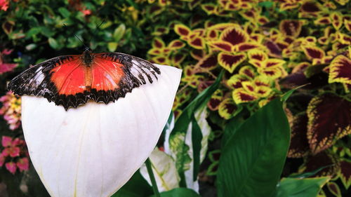 Close-up of flower