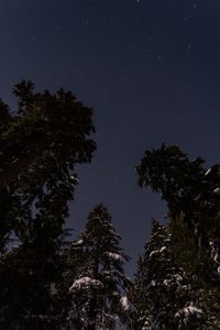 Low angle view of trees against sky at night