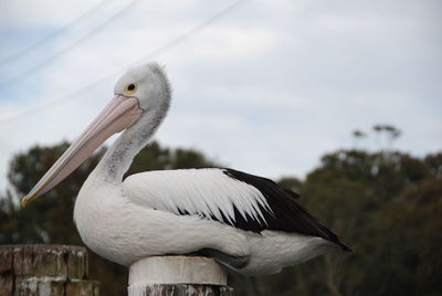 Close-up of bird on wooden post against sky