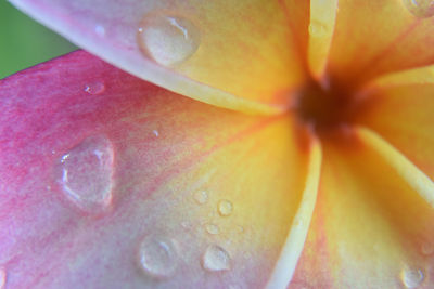 Full frame shot of wet flower