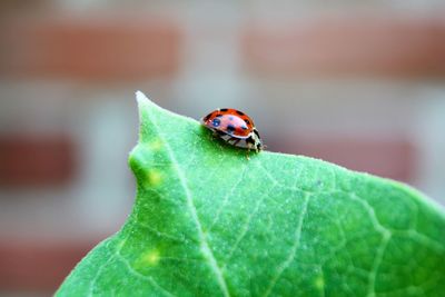 Close-up of insect on leaf