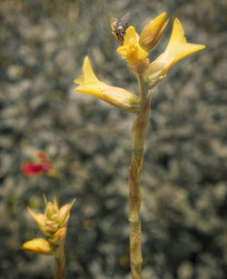 Close-up of yellow flower blooming outdoors