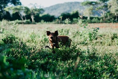 Portrait of a dog on field