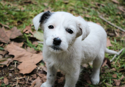 High angle view of white dog on field