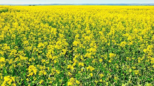 Scenic view of oilseed rape field