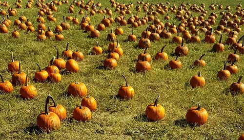 View of pumpkins on field