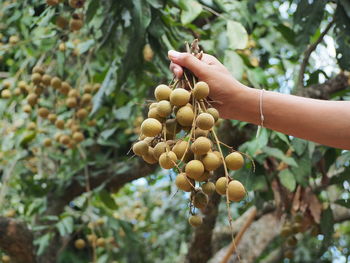 Cropped hand of woman holding fruit on tree